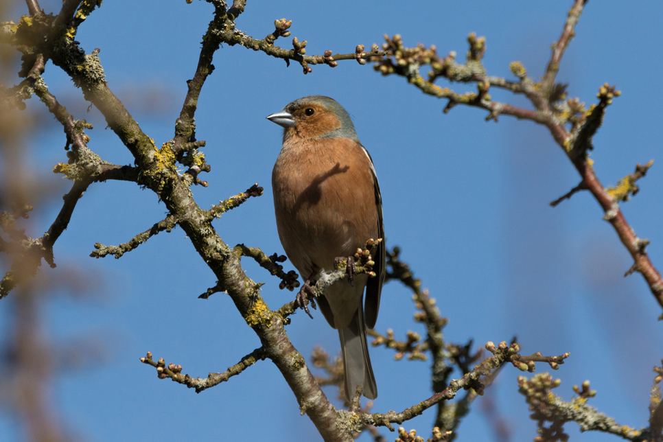Wildlife Sightings - 20/01/25