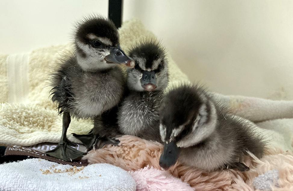 New Incubation & Rearing room to open May half term