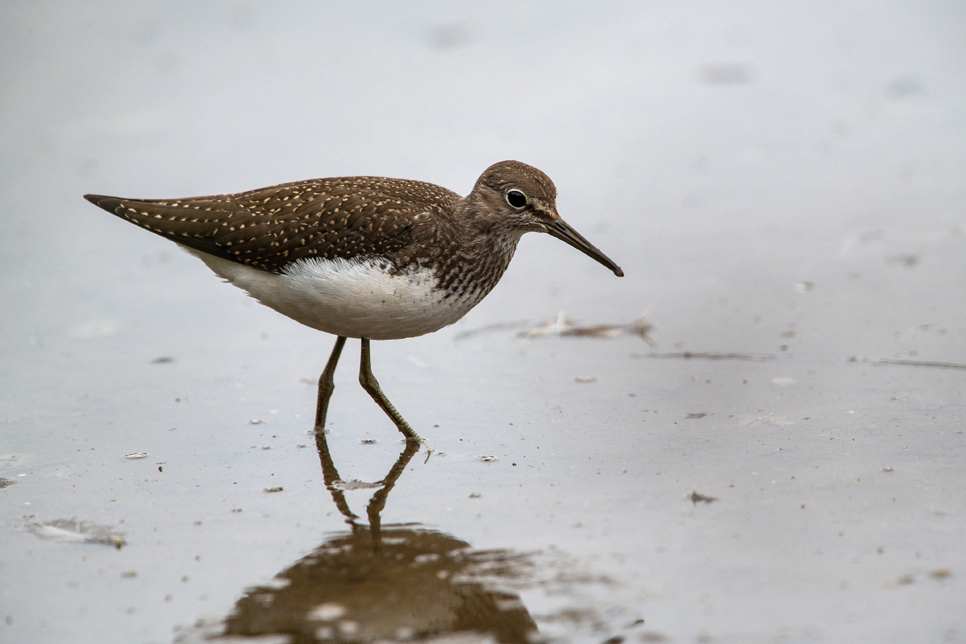 Wildlife Sightings for 25th July 2026