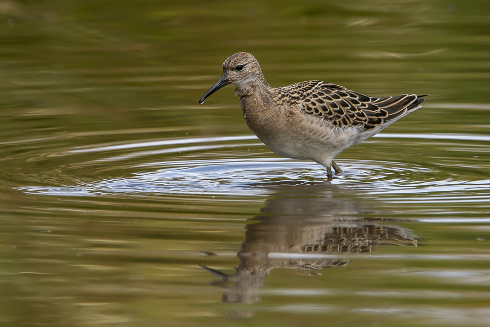 Recent Sightings 19th - 24th February