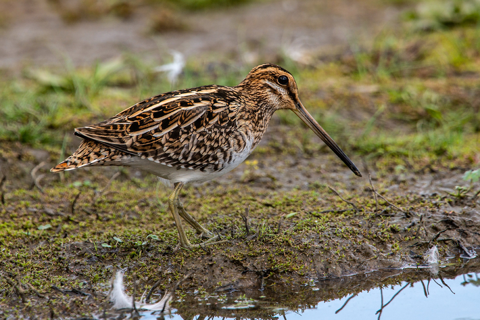 Snipe on Wader Lake - Bill Richmond - 966x644.jpg