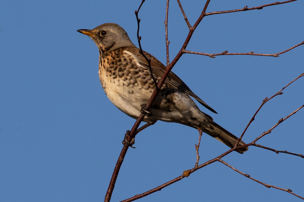 Wildlife Sightings for 17th October 2025