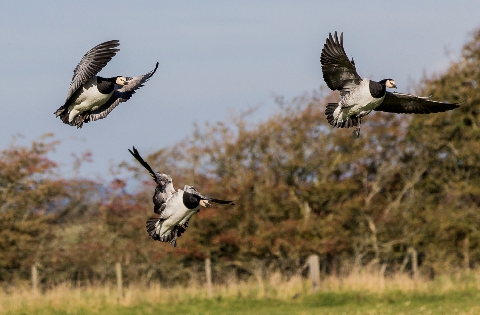 First Barnacle geese of the season