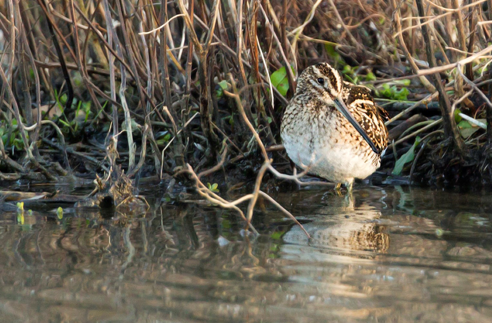 Snipe, kingfishers and cormorants