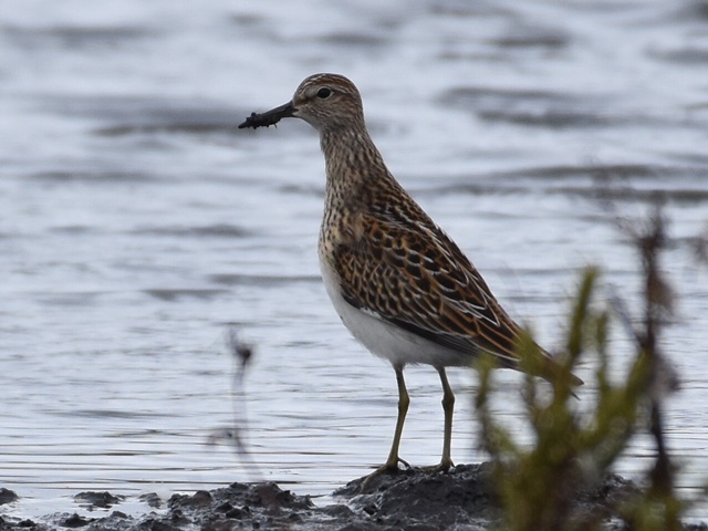 Latest Sightings