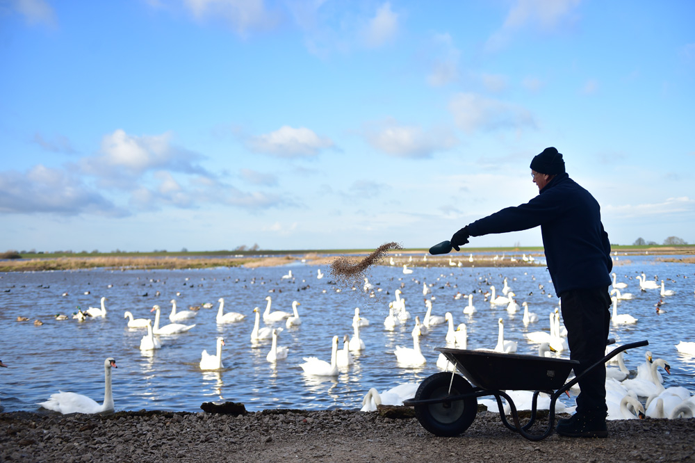 View: Swan feeds