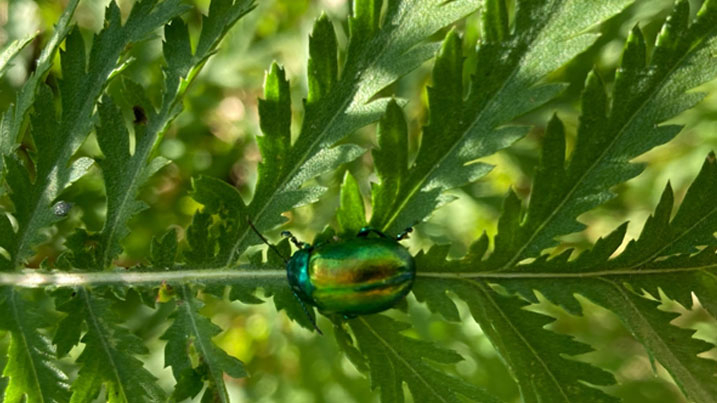 A shiny green Tansy beetle on a leaf