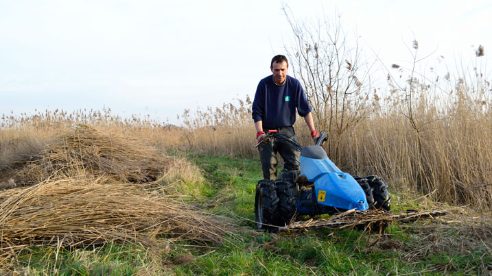 WWT staff member using big lawnmower to clear reeds