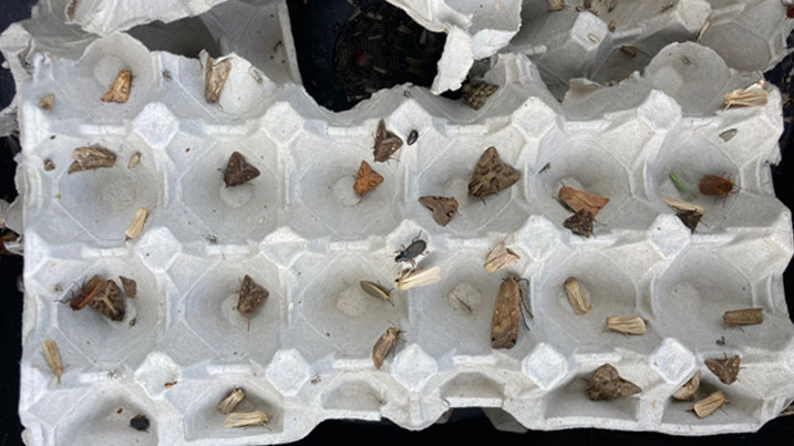 Several different kinds of moth in an eggbox trap