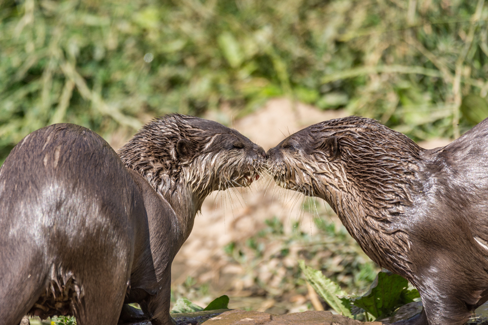 Otters kissing - 966x644.jpg