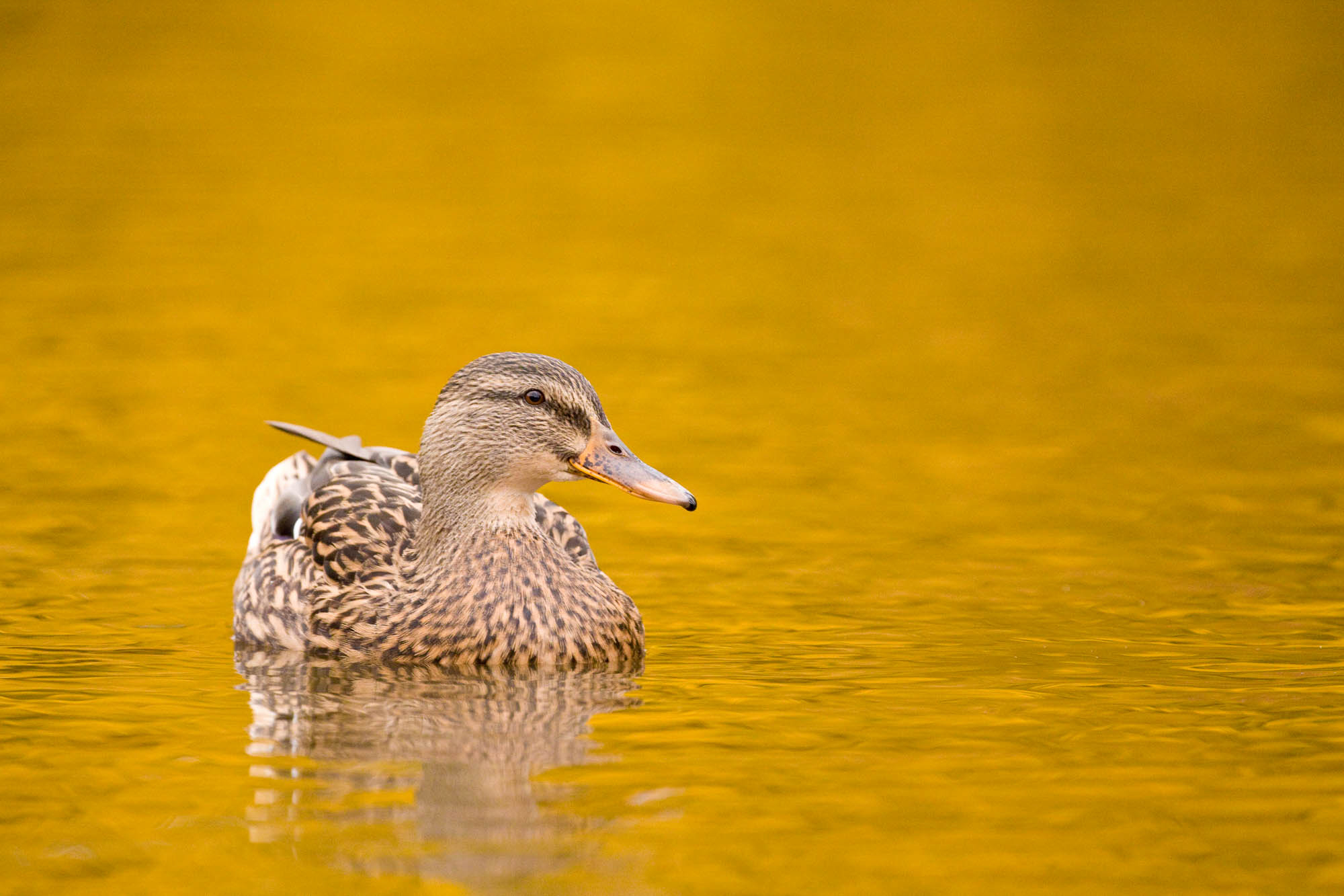 Connect with Nature and restore your wellbeing at Castle Espie this Autumn