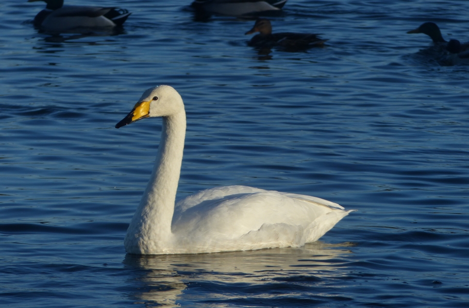 First Whooper swans arrive