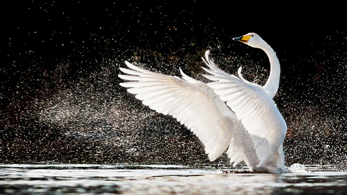 Whooper swan flapping its wings with lots of water droplets catching the light against a dark sky