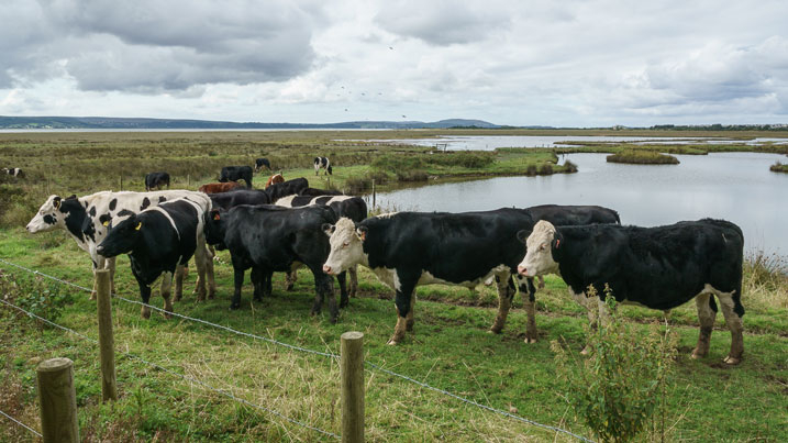 Cattle in foreground of wetland landscape