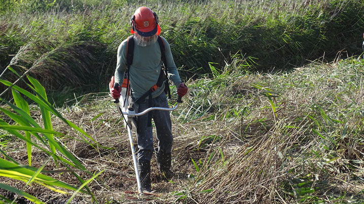 WWT staff member cutting back reedbeds with a big strimmer