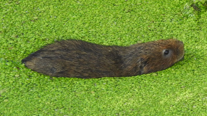 Water vole swimming through some pond plants