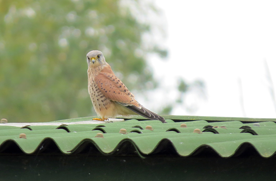 Kestrel, egyptian geese and kingfishers 