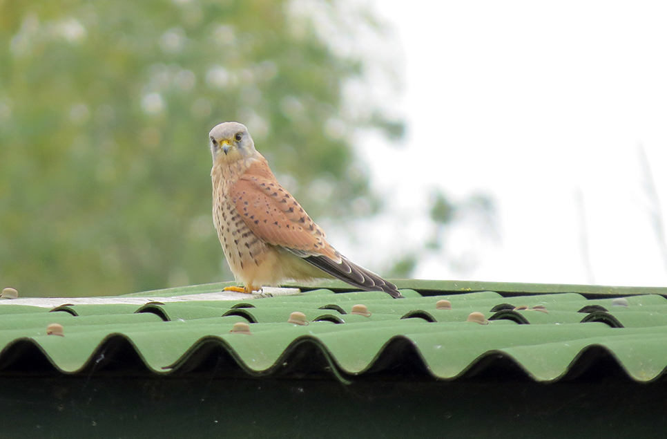 Kestrel, egyptian geese and kingfishers