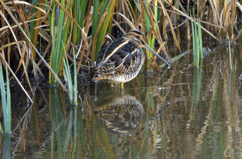 Visit the Scrape hide to look for snipe