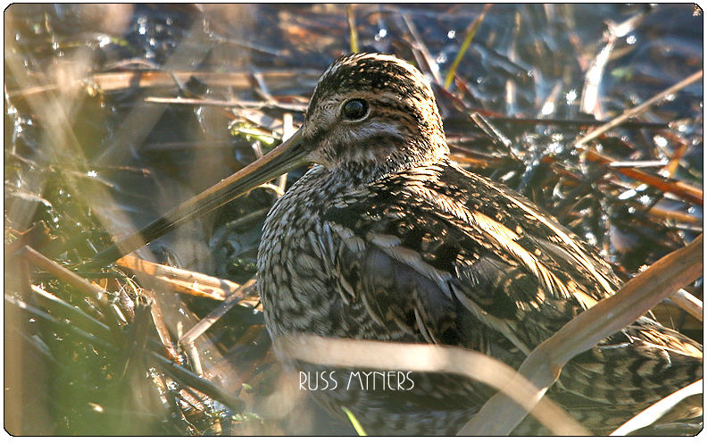 Recent Sightings 4th - 10th February