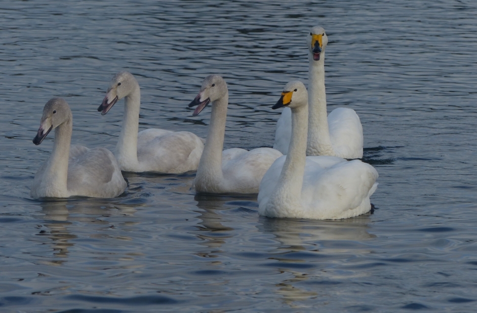 Bevies of Whoopers & Gaggles of Geese 