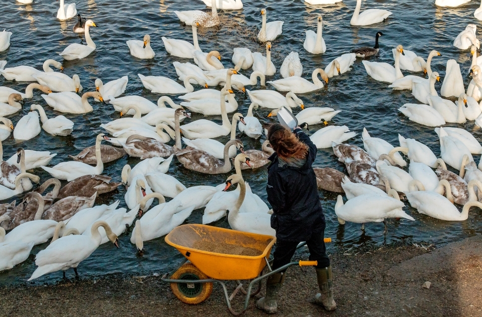 Swan Feed