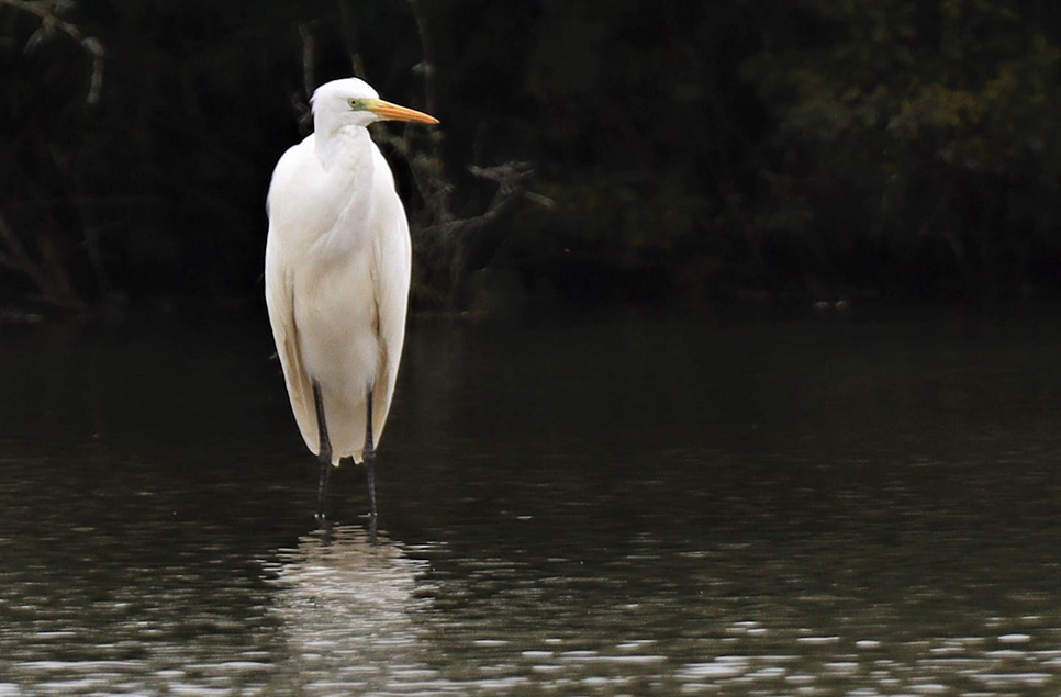 Great egret around all week