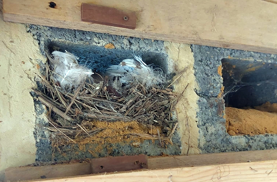 sand martin nest chambers.jpg