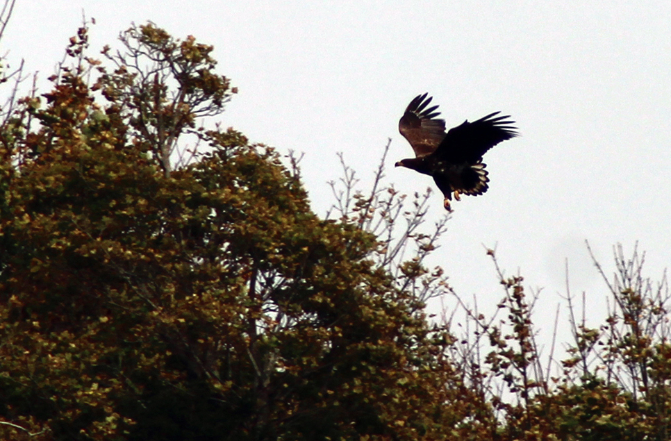 White Tailed eagle sightings 