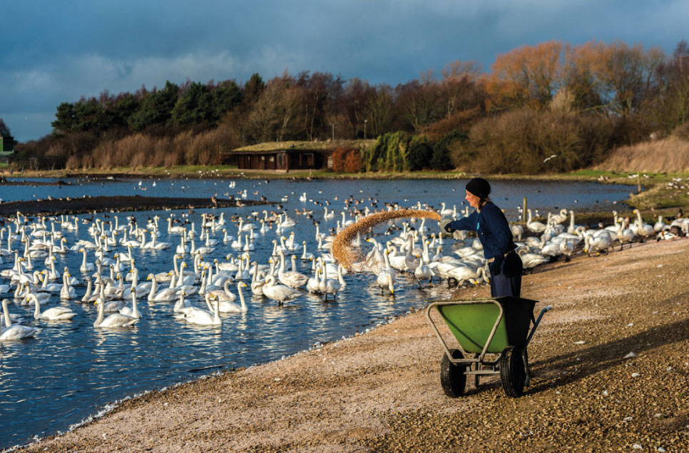 View: Whooper swan and wild bird feed