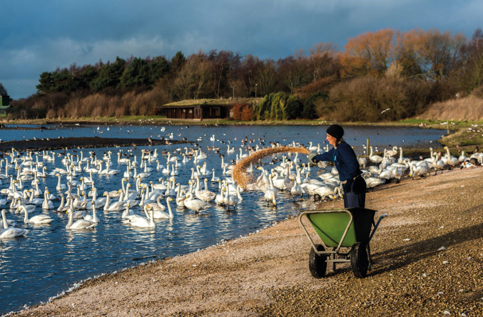 Whooper swan and wild bird feed
