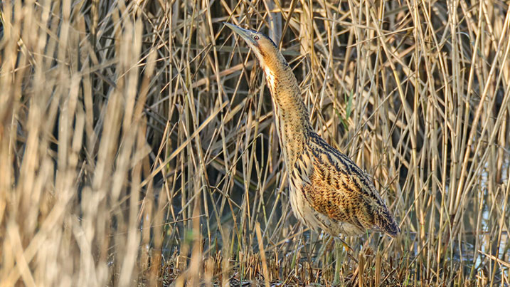 Eurasian bittern in reedbed