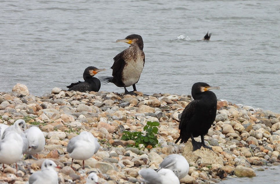 Sea eagle, great crested grebe & teal
