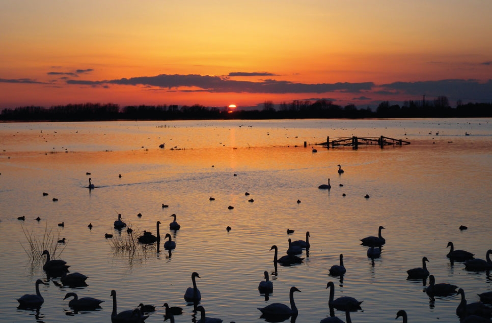 Floodlit Swans