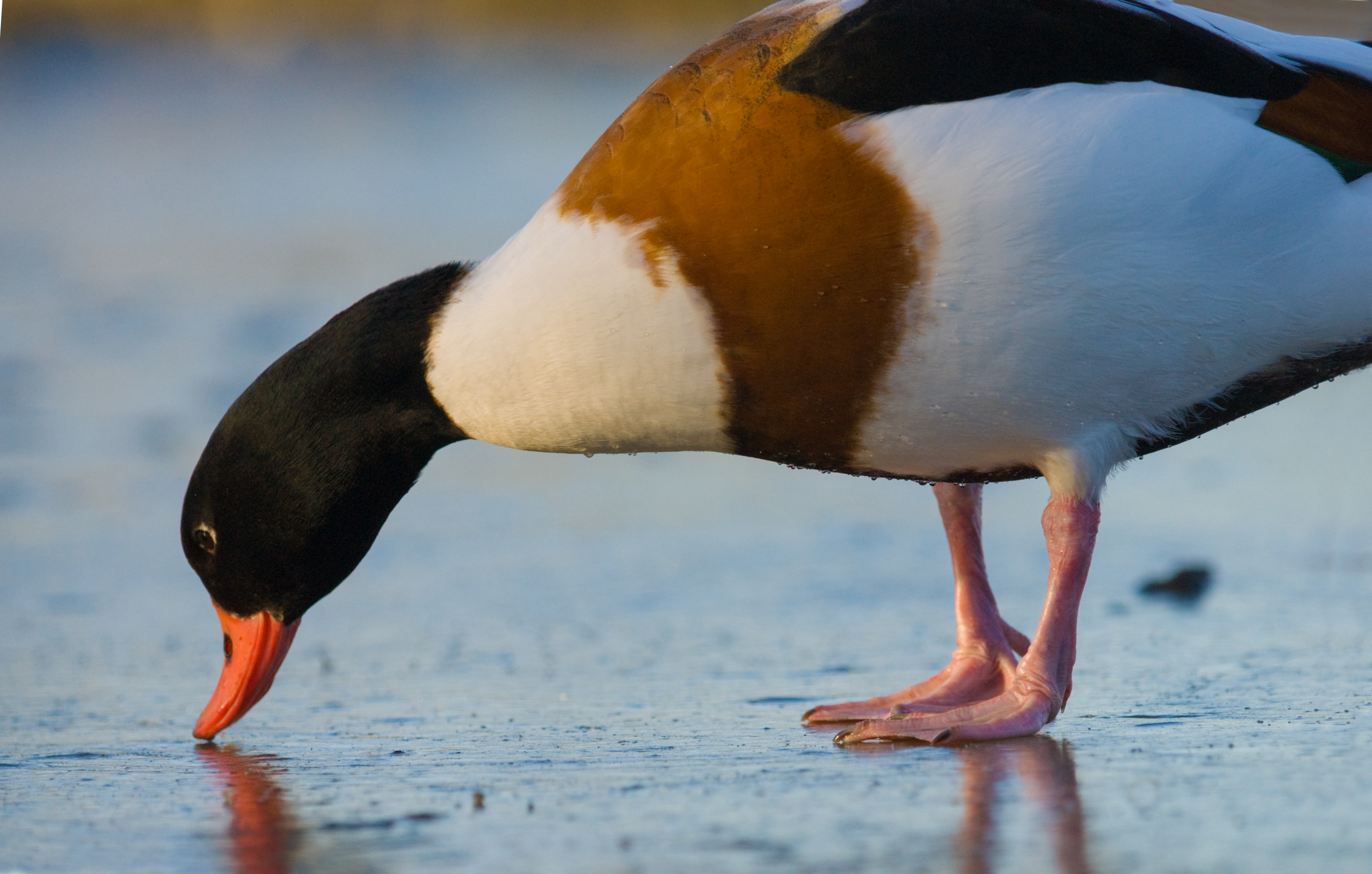 Wildlife Sightings 01/01/2026