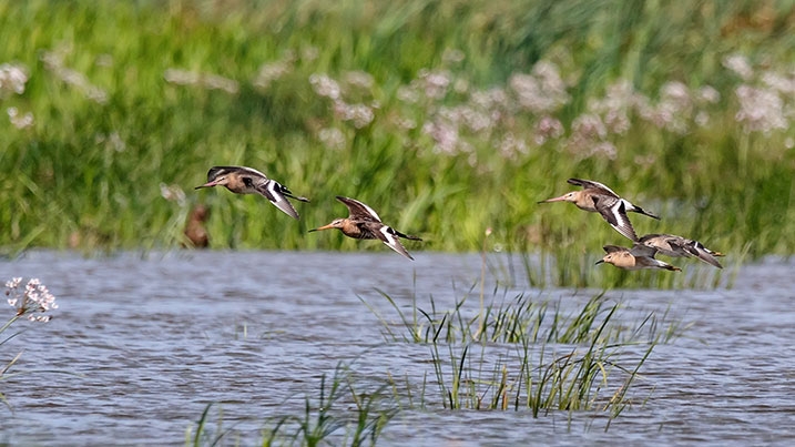 Black-tailed godwits and young ruffs