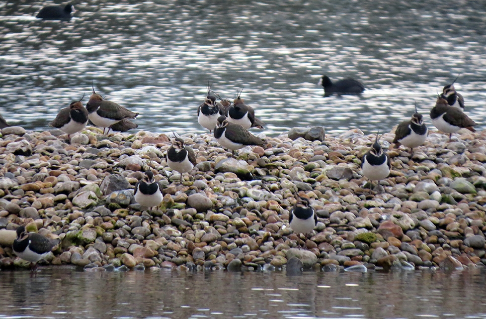 Increasing lapwing numbers