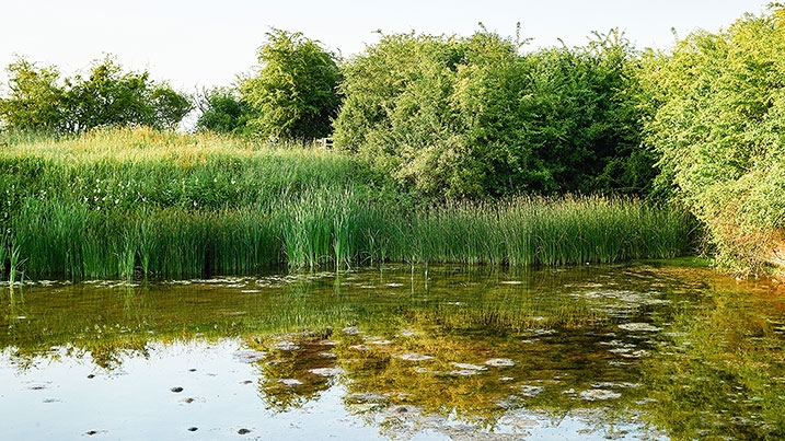 A pond in Coombe Hill, Cheltenham. Part of WWT's Flourishing Floodplains project