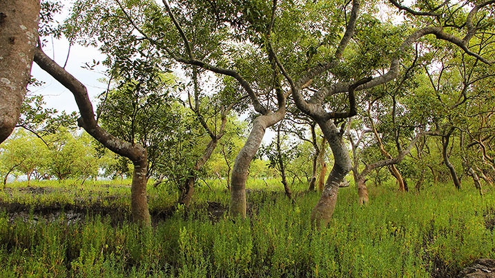 A mangrove forest in The Sundarbans, India