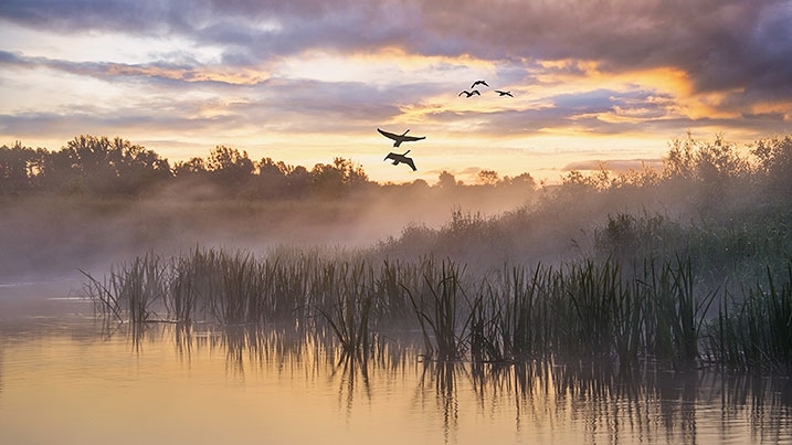 A foggy wetland scene