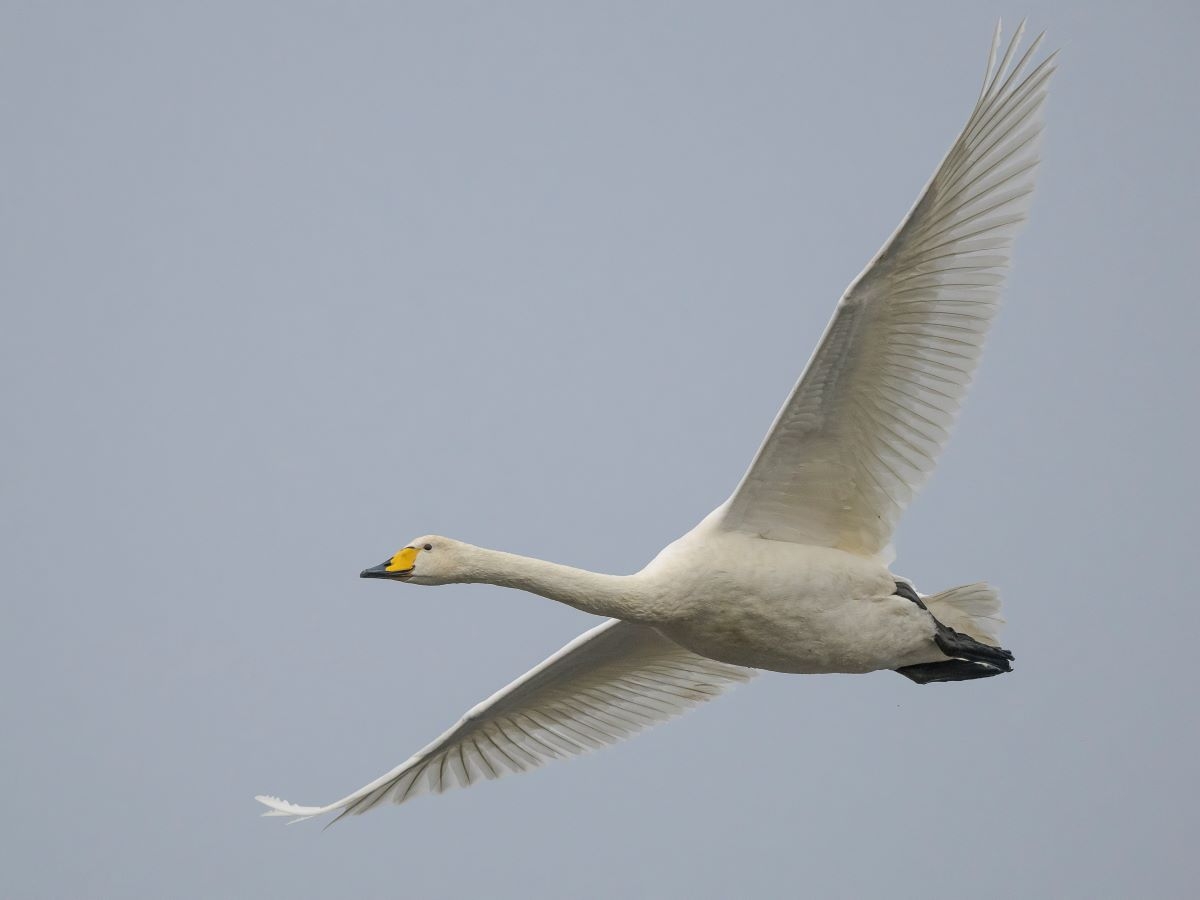 Welney sightings - 18/10/2025