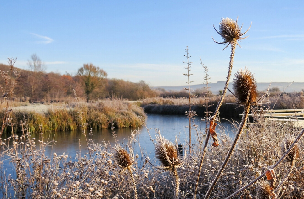 frozen wetland disco.jpg