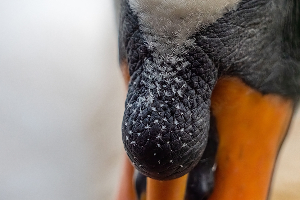 Basal knob mute swan - Ian H Nov22 966x644.jpg