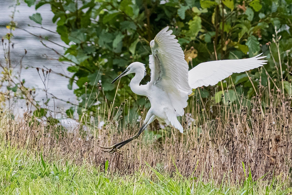 Little egret - Nov22 - Ian Henderson (2) 966x644.jpg