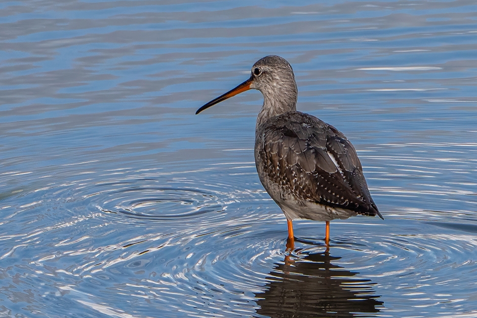 Spotted redshank - Nov22 (1) 966x644.jpg