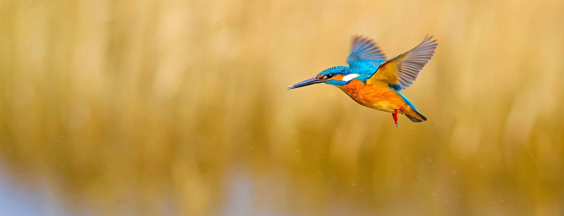 Wildlife Sightings for 16th June 2026