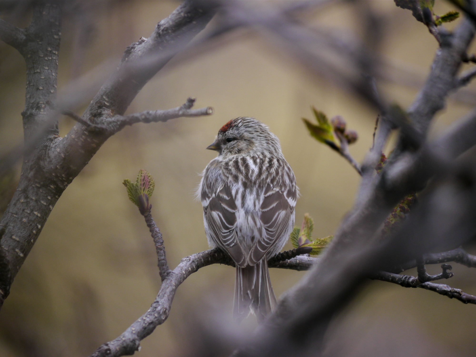 Wildlife Sightings for 31st October 2025