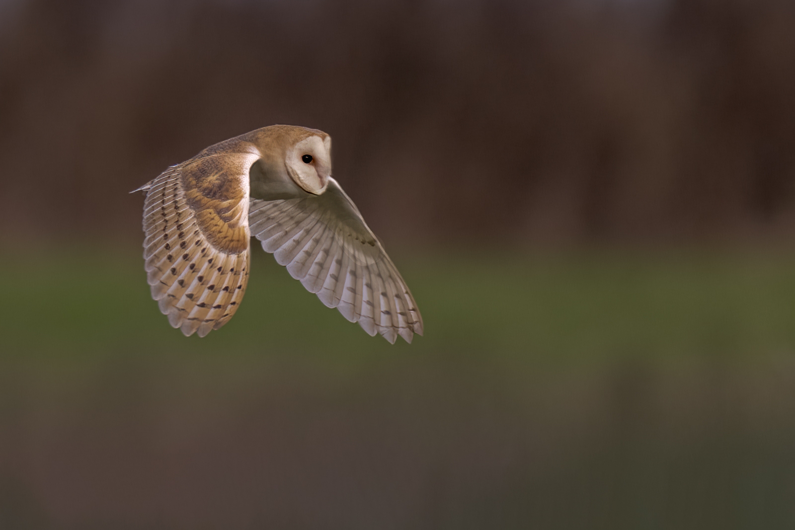 Owls at Welney