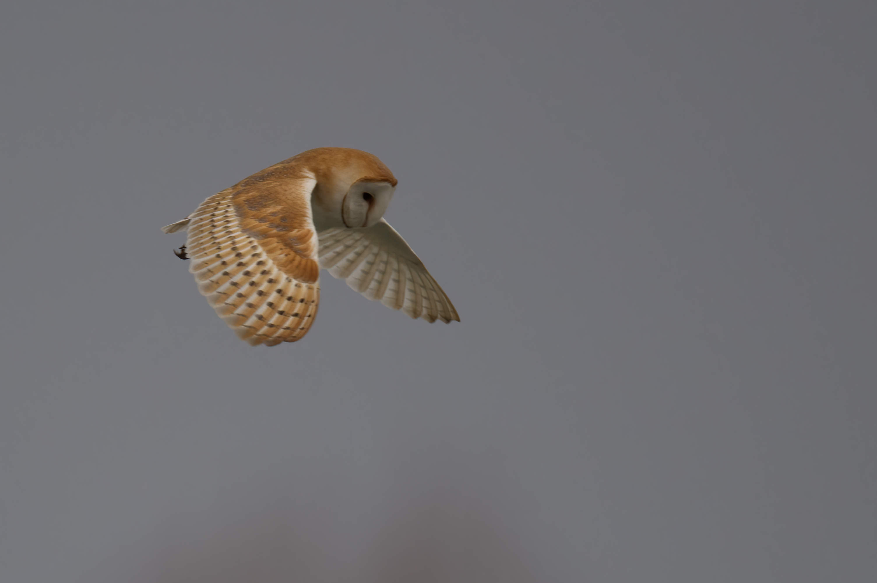 Welney sightings - 27/06/2026