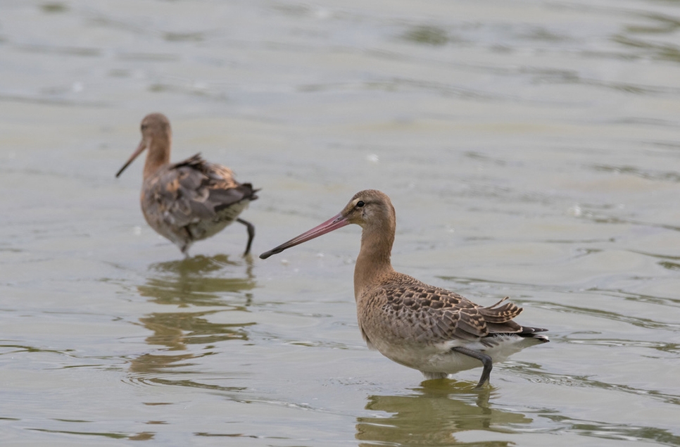 Black-tailed godwits &  red kites